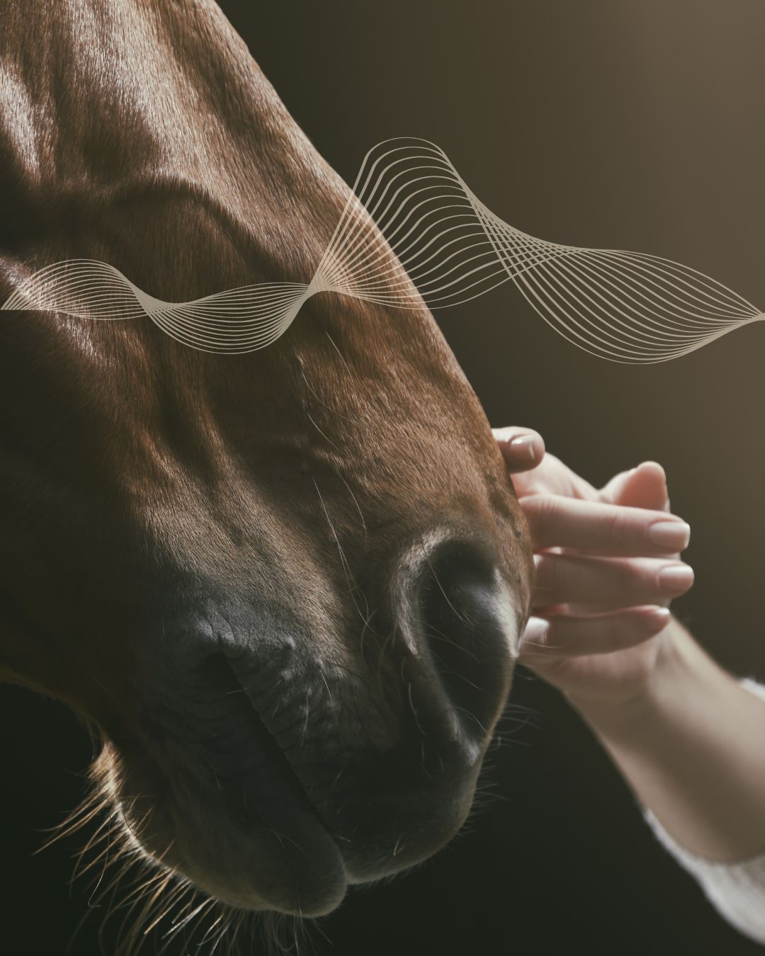 Retreat - Healing Arts and Horses