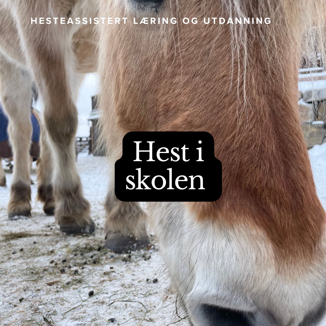 Hest i Skolen