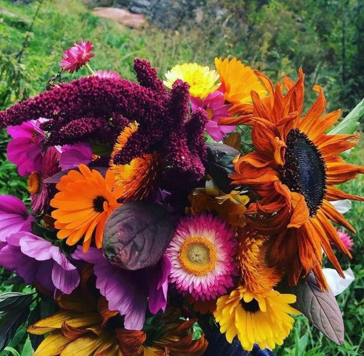 Kurs i Økologisk Kjøkkenhage