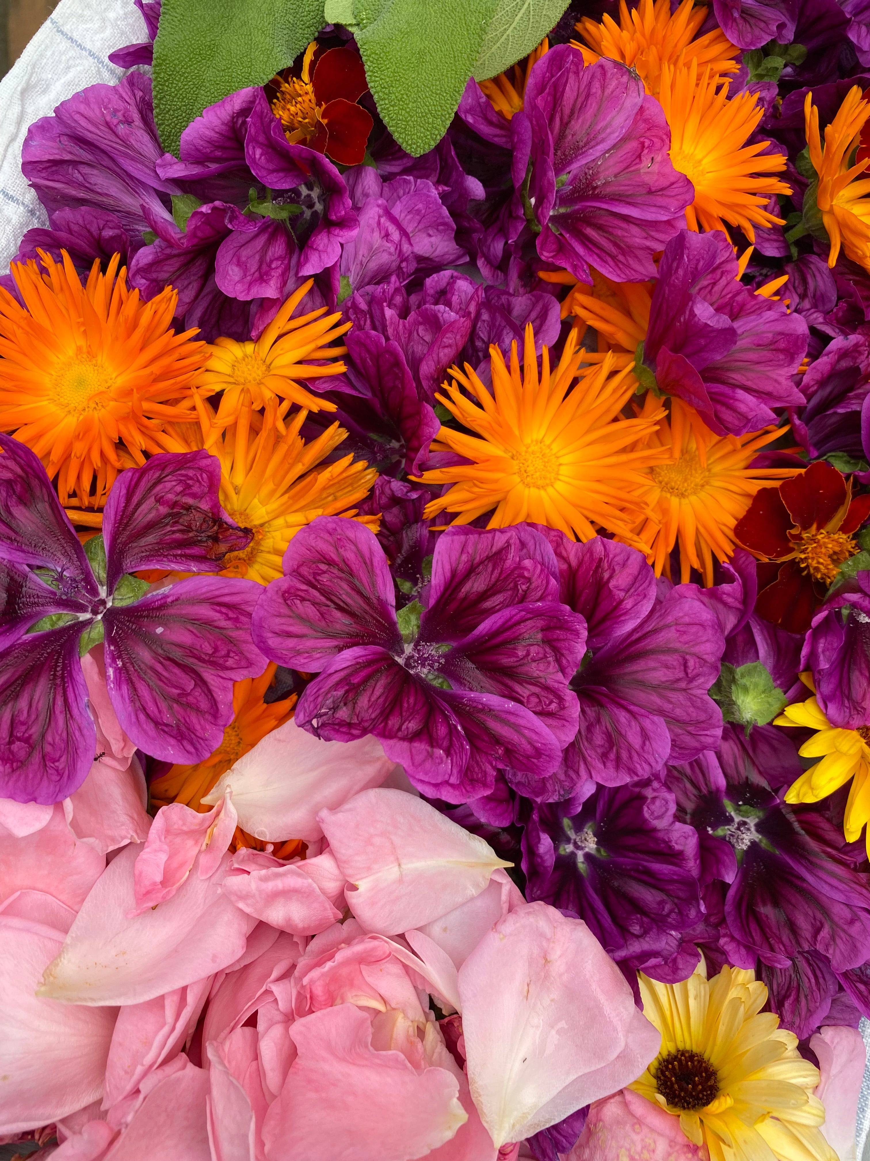 Kurs i økologisk hudpleie og medisinske urter