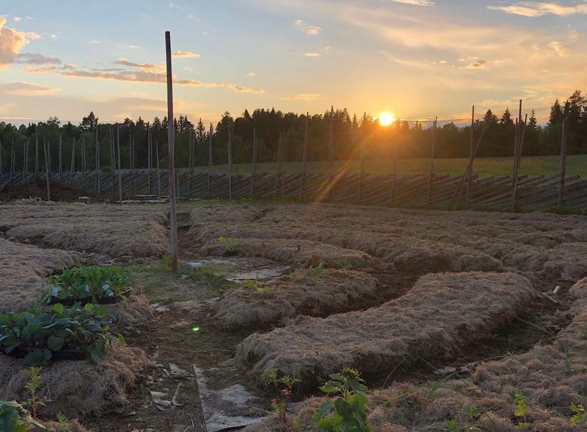 Kurs i Økologisk Kjøkkenhage