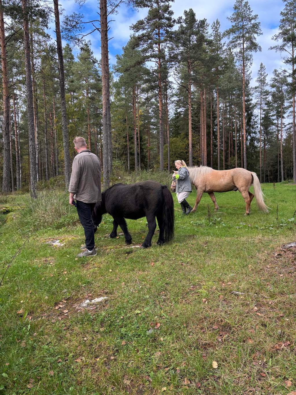 Gruppe Heste Hang Out