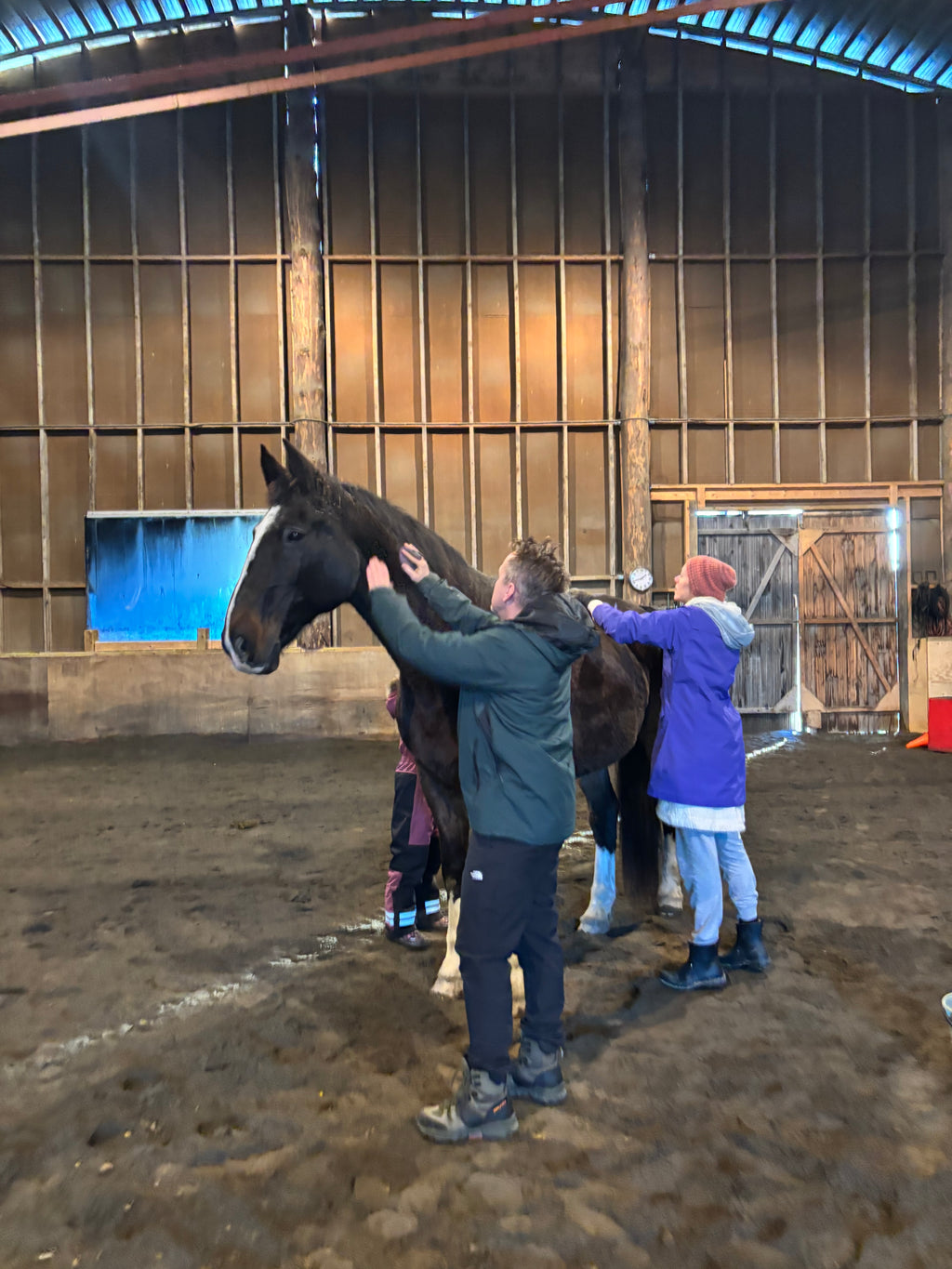 Gruppe Heste Hang Out