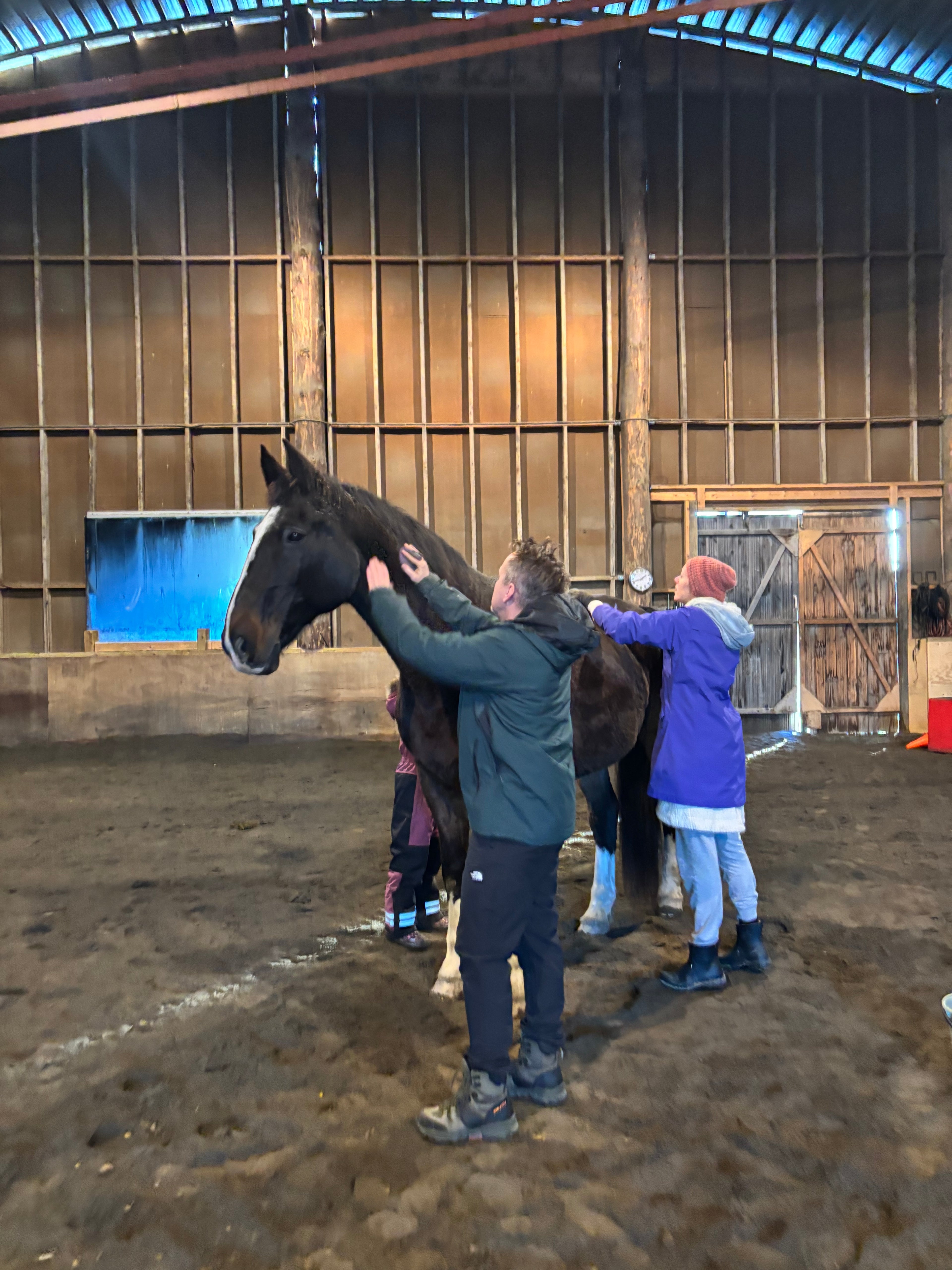 Gruppe Heste Hang Out